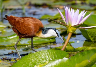 best-birding-spots-in-uganda