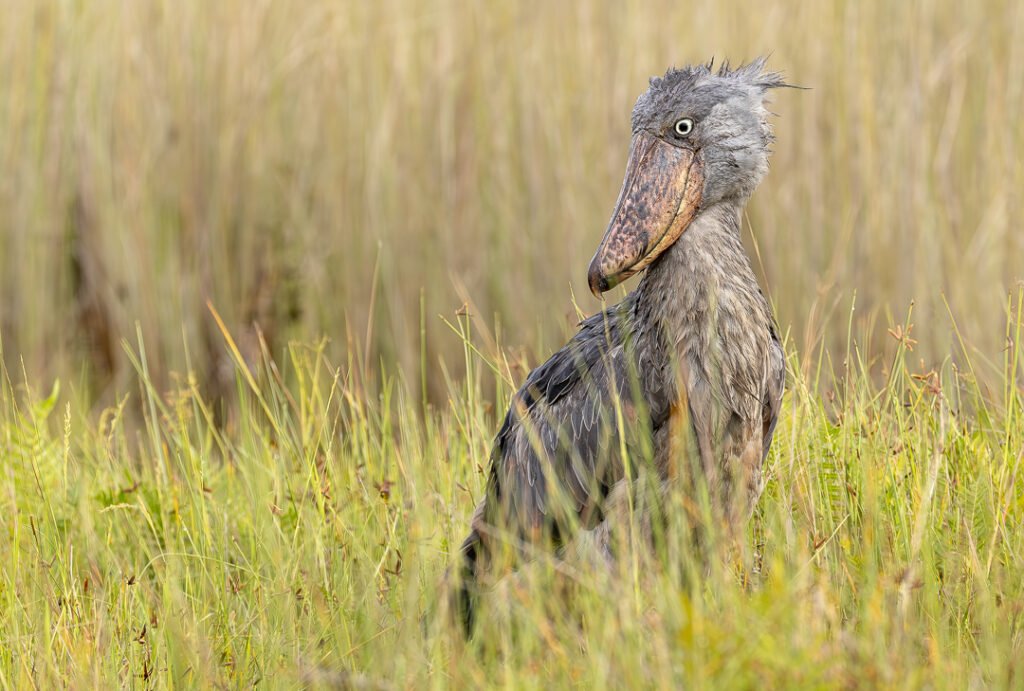 1-day-mabamba-shoebill-experience