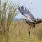 best-uganda-birding-safaris