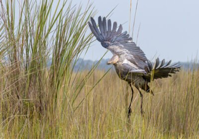 best-uganda-birding-safaris