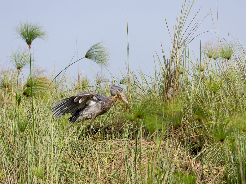 The Shoebill Stork is one of the most iconic and sought-after birds in Africa. Its prehistoric appearance,