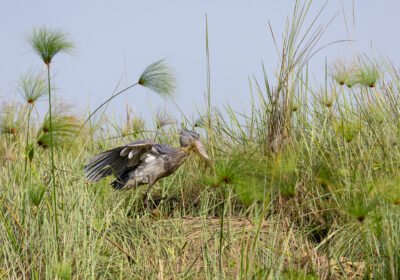 The Shoebill Stork is one of the most iconic and sought-after birds in Africa. Its prehistoric appearance,