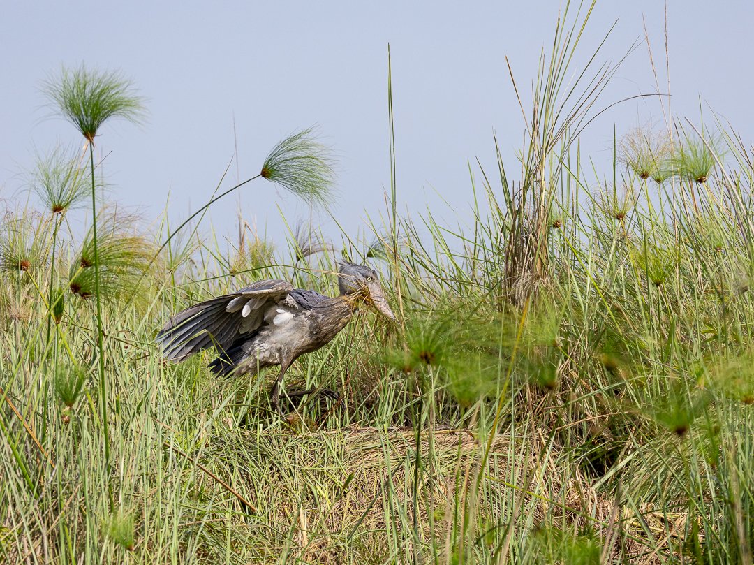 The Shoebill Stork is one of the most iconic and sought-after birds in Africa. Its prehistoric appearance,