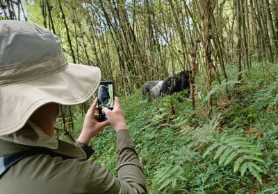 gorilla-trekking-safaris-in-uganda