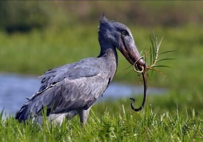 how-much-does-it-cost-to-visit-mabamba-shoebill
