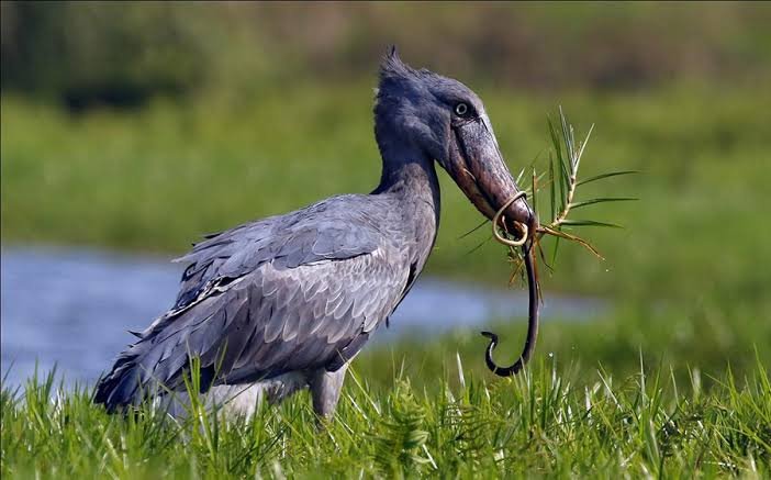 how-much-does-it-cost-to-visit-mabamba-shoebill
