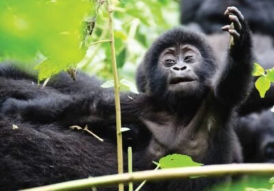 combining-mabamba-shoebill-with-gorilla-trekking