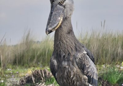 mabamba-shoebill-tours