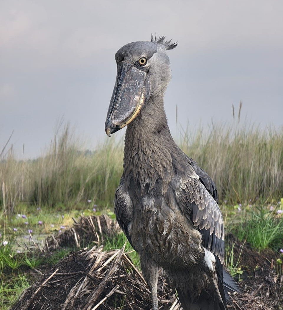mabamba-shoebill-tours