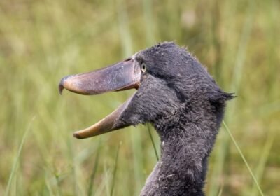 the-best-time-to-visit-mabamba-swamp-for-shoebill-watching