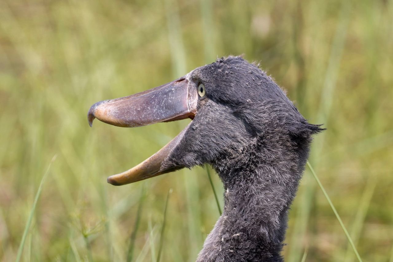 the-best-time-to-visit-mabamba-swamp-for-shoebill-watching