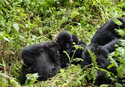 combining-shoebill-watching-with-gorilla-trekking