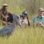 one-day-shoebill-trekking-in-mabamba-swamp