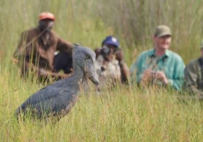 one-day-shoebill-trekking-in-mabamba-swamp